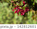 Vibrant dark red malus tree branches blooming against blurred green background. Beautiful bright apple blossoms foliage in sunny spring park. 142812601