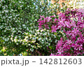 Vibrant pink apple blossoms in foreground against blurred background of white flowers and green leaves. Beautiful spring garden scene with contrasting colors. 142812603