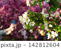 Beautiful white malus flowers blooming on branch in sunny spring garden. Person holds smartphone to take photo on blurred pink backdrop. Technology and lifestyle concept. 142812604