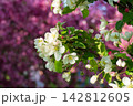 Beautiful white malus flowers blooming on branch in sunny spring garden. Vibrant pink blossoms form blurred backdrop. Apple tree in bloom. Natural contrast and color diversity concept background. 142812605