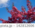 Vibrant pink blossoms cover apple tree branches against bright blue sky with soft clouds. Beautiful spring nature scene captures the essence of blooming season in clear sunlight. 142812606