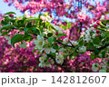 White malus flowers blooming on branch in spring garden. Vibrant pink blossoms form blurred backdrop against blue sky. Apple tree in bloom. Natural contrast and color diversity concept background. 142812607