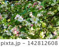 Beautiful white and pink malus flowers blooming on tree branch in spring garden. Close up of lush blossoms surrounded by green leaves against blurred background. Natural floral backdrop. 142812608