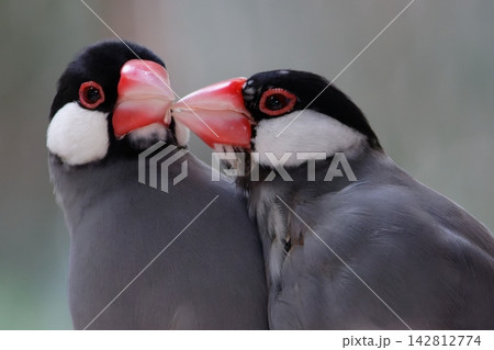 文鳥カップル 文鳥カップル 142812774