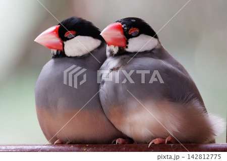 文鳥ペア 文鳥ペア 142812775