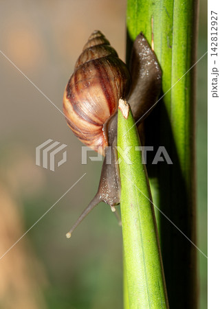 African snail, details of an African snail specimen walking on foliage in the garden, selective focus. 142812927