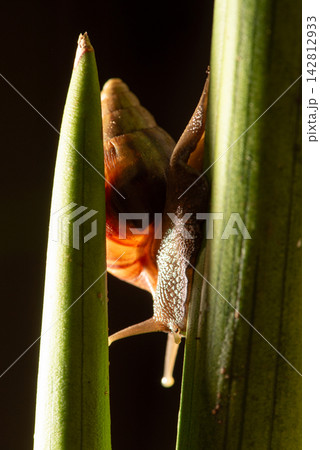 African snail, details of an African snail specimen walking on foliage in the garden, selective focus. 142812933