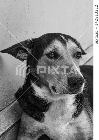 Dog in Brasil, a beautiful and expressive mixed-breed dog in Brazil, selective breeding. Dog in Brasil, a beautiful and expressive mixed-breed dog in Brazil, selective breeding. 142813212