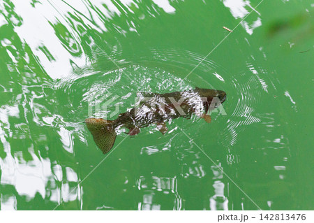 水面に浮かぶ昆虫を食べるニジマス 水面に浮かぶ昆虫を食べるニジマス 142813476