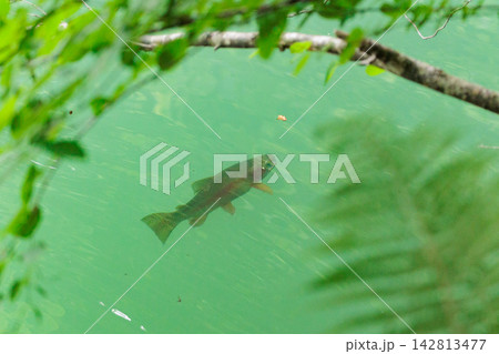 水面に浮かぶ昆虫を食べるニジマス 水面に浮かぶ昆虫を食べるニジマス 142813477