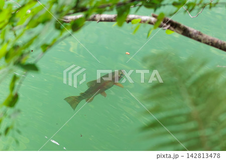 水面に浮かぶ昆虫を食べるニジマス 水面に浮かぶ昆虫を食べるニジマス 142813478
