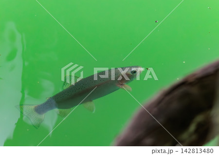 水面に浮かぶ昆虫を食べるニジマス 水面に浮かぶ昆虫を食べるニジマス 142813480