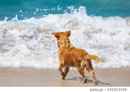 Happy golden retriever have fun on the beach. Run across the sea edge and happy play. Capturing joy, energy, and the excitement of a playful beach adventure. Happy golden retriever have fun on the beach. Run across the sea edge and happy play. Capturing joy, energy, and the excitement of a playful beach adventure. 142813530