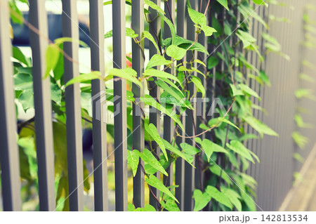 フェンスから飛び出たつる植物 フェンスから飛び出たつる植物 142813534