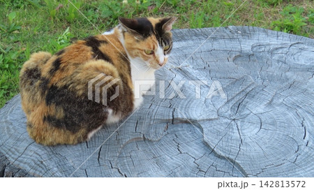お気に入りの切り株で寛ぐ三毛猫 お気に入りの切り株で寛ぐ三毛猫 142813572