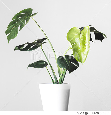 Full monstera plant with split leaves in white pot Full monstera plant with split leaves in white pot 142813602