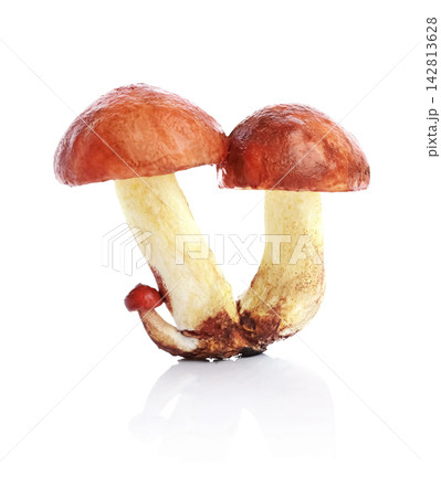 Fresh edible wild mushroom Slippery Jack or Suillus luteus isolated on a white background. Forest butter bolete for mushroom foraging. Fresh edible wild mushroom Slippery Jack or Suillus luteus isolated on a white background. Forest butter bolete for mushroom foraging. 142813628