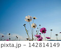 秋の青空に向かって爽やかに咲き誇る白いコスモスの花 142814149
