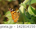 植物の蕾の上で羽を休める色鮮やかなヒメアカタテハの蝶 142814150