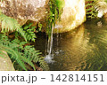 苔むした岩肌から美しくしたたる湧き水ときらめく水面の波紋 142814151