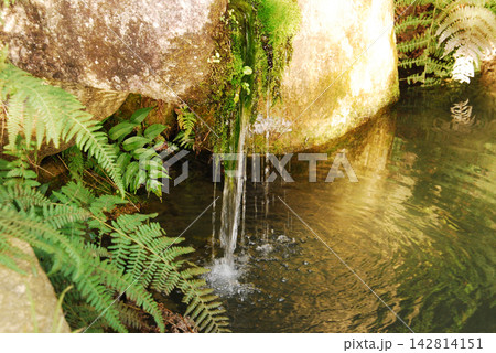 苔むした岩肌から美しくしたたる湧き水ときらめく水面の波紋 苔むした岩肌から美しくしたたる湧き水ときらめく水面の波紋 142814151