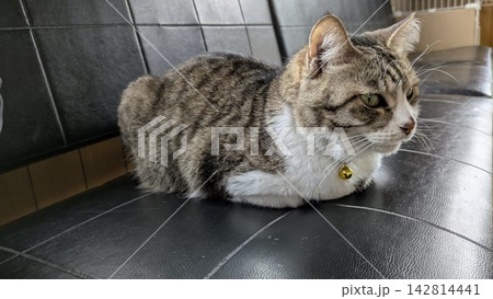 老猫 老猫 142814441