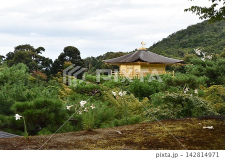 金閣寺 金閣寺 142814971