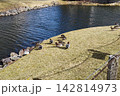 冬の川で休む鴨 142814973