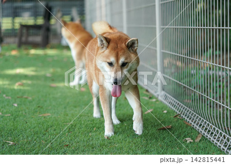 ドッグランの芝生でおすましする柴犬 ドッグランの芝生でおすましする柴犬 142815441