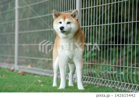 ドッグランの芝生でおすましする柴犬 142815442
