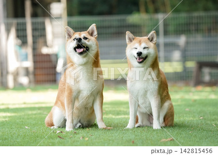 ドッグランの芝生でおすましする柴犬 142815456