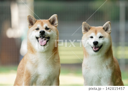 ドッグランの芝生でおすましする柴犬 142815457