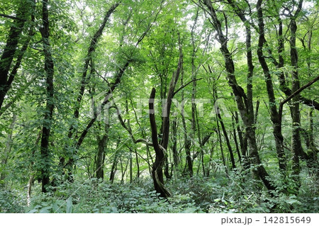 木谷沢渓流の夏の風景　7 142815649