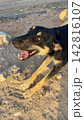 Black and tan stray dog stretching on the dusty ground outdoors 142816107