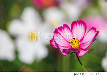 ピンク色のコスモスの花が咲いています ピンク色のコスモスの花が咲いています 142817396