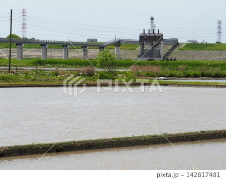 田んぼの水面に映る空 コピースペース バックグラウンド のどかな風景 水田と私 田んぼの水面に映る空 コピースペース バックグラウンド のどかな風景 水田と私 142817481