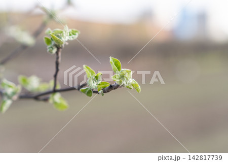 Fresh green leaves emerge on a branch, set against a softly blurred natural background, indicating the arrival of spring season Fresh green leaves emerge on a branch, set against a softly blurred natural background, indicating the arrival of spring season 142817739