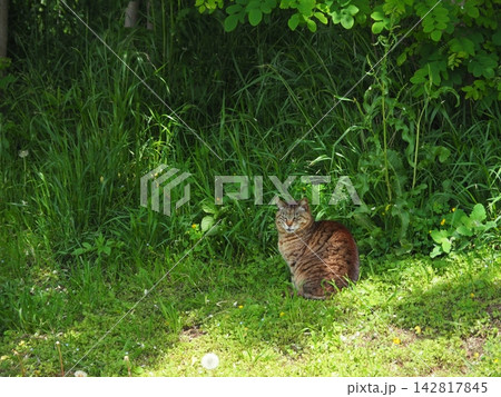 見つめる猫 緑の中に佇む猫 コピースペース バックグラウンド 癒し時間 猫に癒されるご褒美時間 見つめる猫 緑の中に佇む猫 コピースペース バックグラウンド 癒し時間 猫に癒されるご褒美時間 142817845