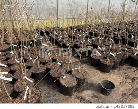 Rows of young plants in black pots are arranged in a greenhouse, with soil visible and labels attached to each plant, illuminated by natural light 142817882