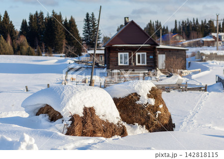 Snow-covered hay bales are positioned in a rural landscape featuring a wooden house and evergreen trees under a clear blue sky in winter Snow-covered hay bales are positioned in a rural landscape featuring a wooden house and evergreen trees under a clear blue sky in winter 142818115