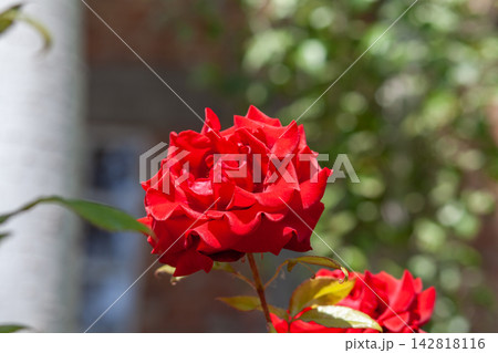 Vibrant red rose flower in full bloom surrounded by green leaves, with a blurred background featuring a brick wall and garden foliage 142818116