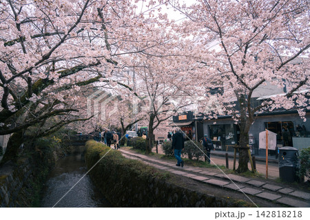 哲学の道を歩く花見客 142818218