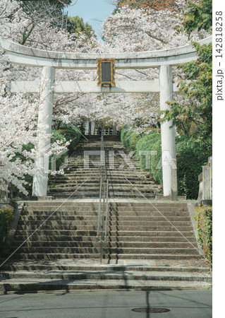 宗忠神社の鳥居と桜の石段 宗忠神社の鳥居と桜の石段 142818258