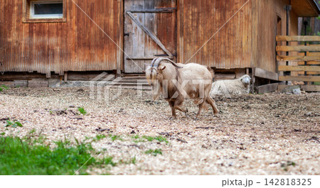 Brown goat moves through a farmyard with a wooden barn and sheep visible in the background, on a surface of gravel and grass Brown goat moves through a farmyard with a wooden barn and sheep visible in the background, on a surface of gravel and grass 142818325