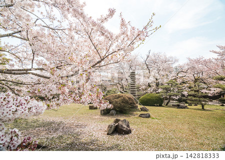 姫路城の庭の石塔と桜 142818333