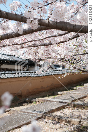 瓦塀の上に伸びる桜の枝 瓦塀の上に伸びる桜の枝 142818425