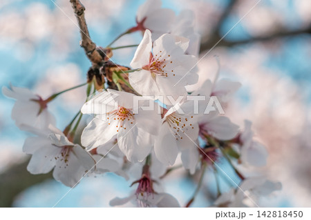 淡い青を背にした白い桜 淡い青を背にした白い桜 142818450