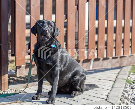 Black Labrador Retriever rests on a paved pathway next to a wooden fence, enjoying a sunny day in an outdoor environment 142818503