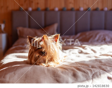 Yorkshire Terrier dog lies on a bed with soft bedding, illuminated by natural light in a cozy indoor environment 142818630