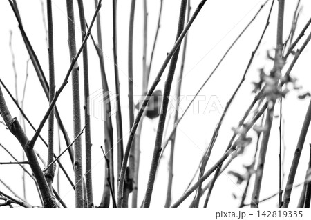 枝越しに鳥のシルエットがぼけるハイキーのモノクロ写真 枝越しに鳥のシルエットがぼけるハイキーのモノクロ写真 142819335